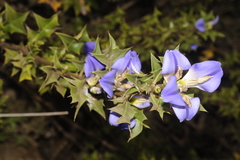 Acanthus ilicifolius